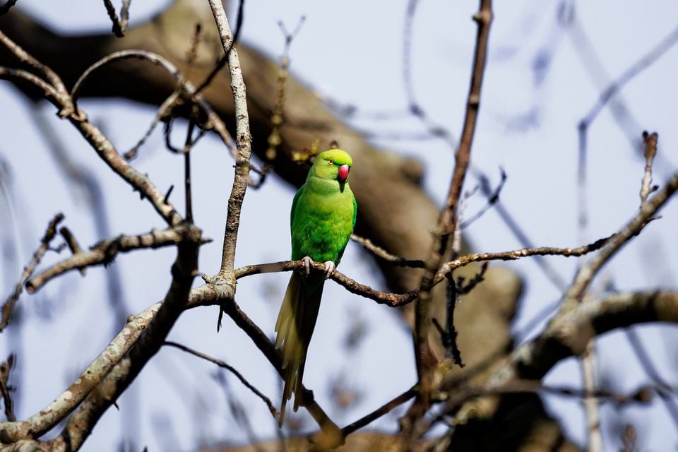 bird